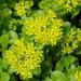 Perene: Sedum ellamacambianum, slika1